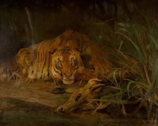 Tiger und Beute