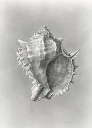 Studie einer Muschelschale