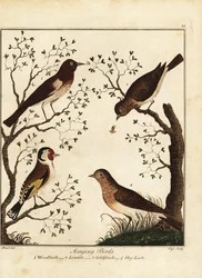Singvögel: Heidelerche, Hänfling, Stieglitz, Feldlerche. 1792