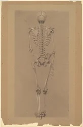 Rückansicht eines Skeletts