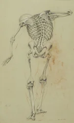 Skelettstudie, ca. 1848