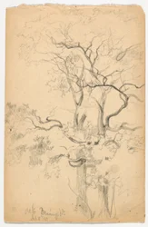 Studie von Eichen bei Dennings Point