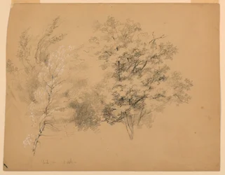 Studie von Bäumen, Birke und Eiche