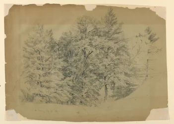 Studie von Bäumen, North Conway, New Hampshire