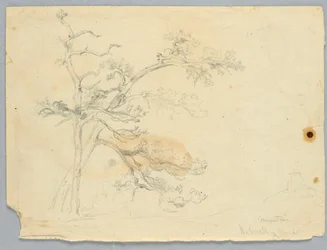 Studie von zwei Kiefern, Catskill Mountains
