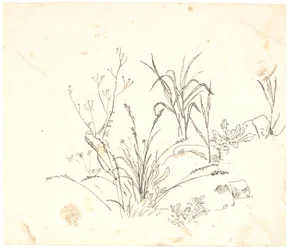 Gras