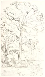 Studie von Eichen