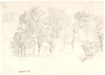 Studie von Bäumen