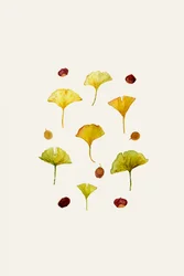 Ginkgo-Blätter und Samen