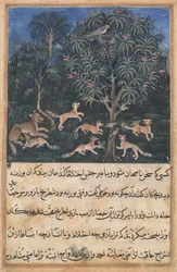 Seite aus Geschichten eines Papageis Tuti-nama: Fünfte Nacht: Die Papageienmutter warnt..., ca. 1560