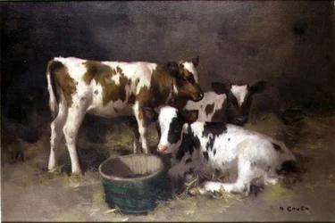 Drei Kälber