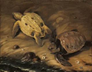Schildkröte