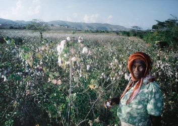 Frau steht auf einem Feld der Sea Island, Grenadinen