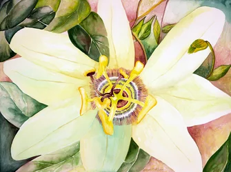 Passionsblume, 2007