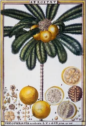 Aerostat (Theophrasta aculeata), Aquarell von Delahaye, aus Florindie ou Histoire physico-economique des vegetaux de la Torride