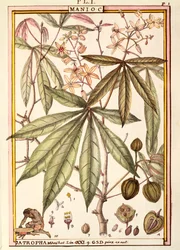 Maniok (Jatropha manihot), von Delahaye, Aquarell