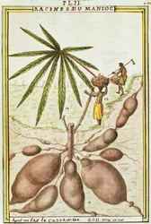 Maniokwurzeln (Manihot esculenta) zur Herstellung von Maniokbrot