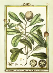 Cryptocarya Aromatica, Aquarell von Delahaye