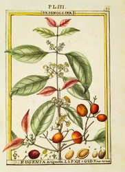 Eugenia Brignolla