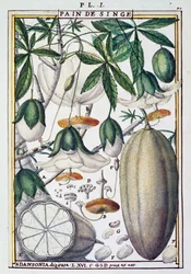 Früchte und Blumen des Baobab-Baums (Adansonia digitata) von Delahaye, aus Florindie ou Historie physico-economique des Vegetaux de la Torride