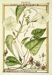 Mondblume oder Mondwinde (Ipomoea Alba), Aquarell von Delahaye