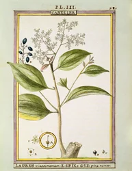 Echter Zimt (Cinnamomum Verum), Aquarell von Delahaye