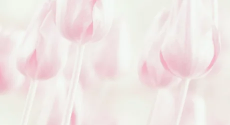 Träumerische Pastell-Tulpen