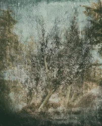 Ätherische Waldlandschaft