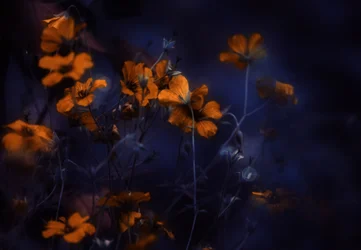 Leuchtende orange Blumen