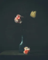 Stimmungsvolle Nelke Schmetterling