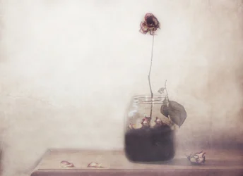 Einsame verblasste Rose
