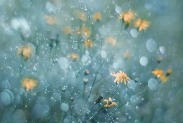 Funkelnde gelbe Blüten