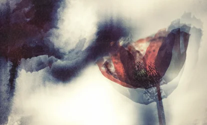 Ätherischer roter Mohn