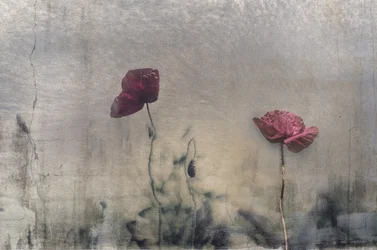 Stimmungsvolle rote Mohnblumen