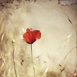 Roter Mohn im Vintage-Stil
