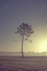Baum am Weg