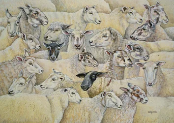 Schaf-Decke