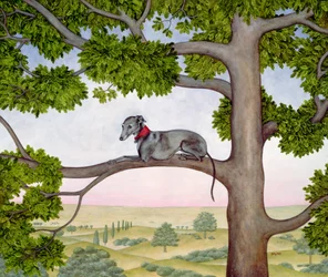 Der Baumwindhund