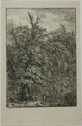 Großer Baum