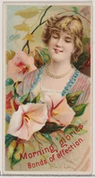 Prunkwinden: Bande der Zuneigung, aus der Serie Blumenpracht und Sprache der Blumen