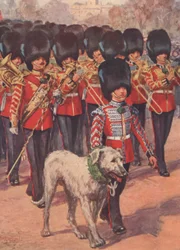 Die Band und das Wolfshund-Maskottchen der Irish Guards tragen am St. Patrick