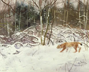 Luchs und Hase