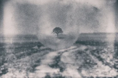 Pfad zum einsamen Baum
