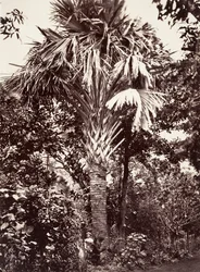 Grand Latanier, 1863