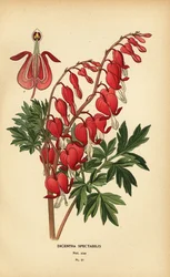 Tränendes Herz, Lamprocapnos spectabilis.