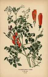 Chilenische Ruhmesblume, Eccremocarpus scaber