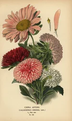 Chinesische Asternsorten, Callistephus x sinensis