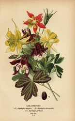 Akeleien, Aquilegia-Arten