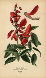 Korallenbaum, Erythrina crista-galli