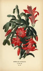 Falscher Weihnachtskaktus, Schlumbergera truncata
